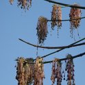 Acer negundo 'Aureovariegatum' fleur